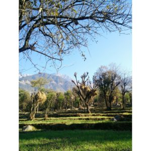 I have always wanted to know what everyone's first thought is when they see towering mountains.<br /> Do you want to take a picture of it? Or imagine climbing it? Or want to paint it? Or do you want to just gaze at the beauty?<br /> Me? I want to talk to the mountains.<br /> It probably sounds pretentious and insane but I am serious. I want to tell them my deepest desires and best kept secrets and darkest fears. I feel they have been through so much moulding and changing ever since the formation of earth that there must be some life and soul deep seated in the core of the mountain heart. They have seen the discovery of fire by man, they have witnessed the transition of homo habilis to erectus to sapiens, they have seen the discovery of wheels, the climate changes, dinosaurs, woolly mammoths and probably a good number of aliens too. The mountains are wise old souls and talking to them unclutters the mind.<br /> Honestly, I didn't set out to find myself or anything Eat, Pray, Love on this trip but I think I did learn some things about me. I certainly underestimate myself to a large extent and I am stronger than what I believe I am. There is a saying, "He only gives you as much pain as you are capable of handling"<br /> So, by now I am sure I could totally do all the 12 labours of Hercules and emerge unscathed<br /> This magnificent view was right outside our hotel. I was exploring around on my own since I got ready first!(as usual)